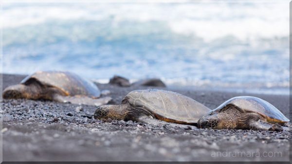 Turtles soaking up the sun on a deserted beach