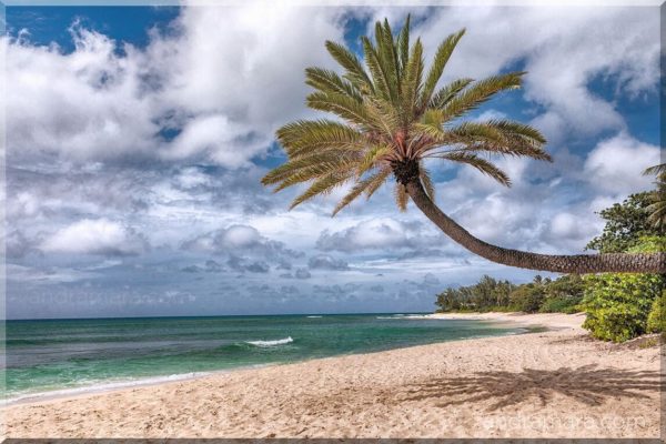 Palm tree bathing in the sun on a deserted beach