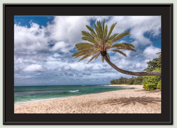 Palm tree bathing in the sun on a deserted beach